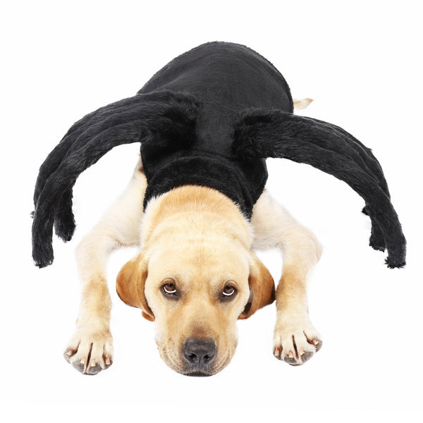 Pet Spider Costume