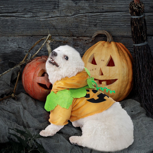 Pumpkin Pet Costume
